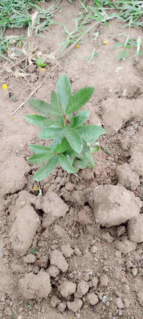 Dr_JibCares's tweet photo. @Conserve_Ug @MillionTrees_Ug @SoilAssociation @NFAUG @GggiUganda @DamalieOwori @DagmarZwebe @DeoAkiiki @OxfaminUganda @UNDPUganda @OleBergum @ABarirega We're growing trees on a massive scale around the Uganda, but ensuring survival of all trees is our pride.

We keep #sensitizing our local people the benefits of caring &amp; monitoring trees grown.

The #testimony on how our projects are impacting lives. @KigoziMaggie @SusanNamondo https://t.co/ee3tRb1dTk