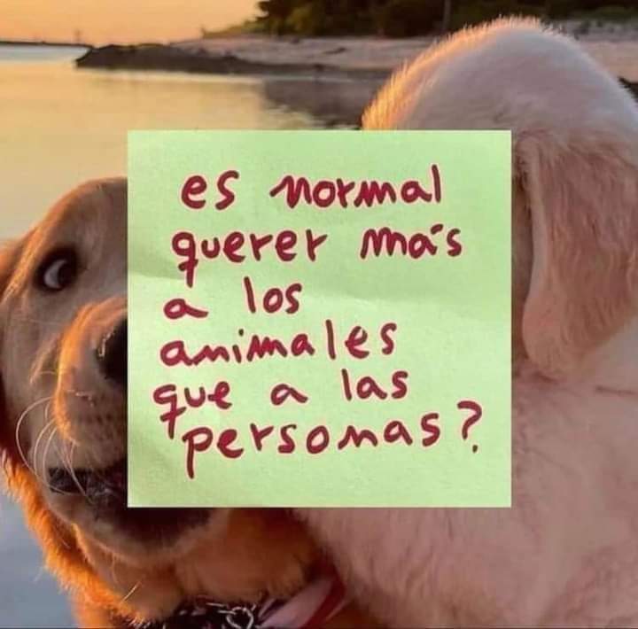 Que dicen uds ?