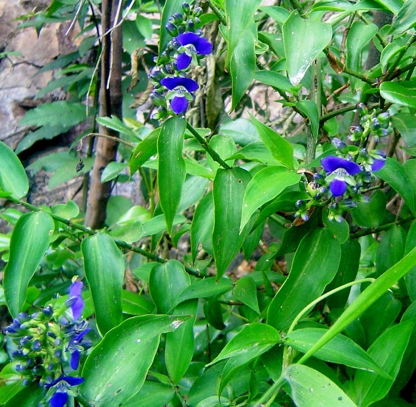 celsodolago's tweet photo. Dichorisandra hexandra, Comelináceas (“trapoeraba-violeta”), planta herbácea de ambientes úmidos, rasteira ou trepadeira.
Ocorre em quase todo o Brasil.
Muito ornamental, não-cultivada.
#Commelinaceae #trapoeraba . https://t.co/WDN4PhscGR