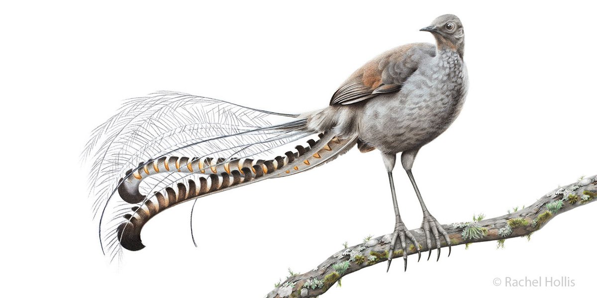 Rachel Hollis tweet media