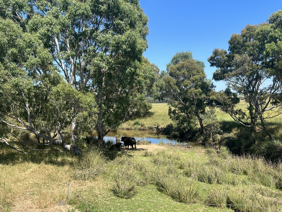 charlesdavis75's tweet photo. Clever bulls. Resting in the shade in the creek bed. #CountryRunning https://t.co/emXOUCb2mU