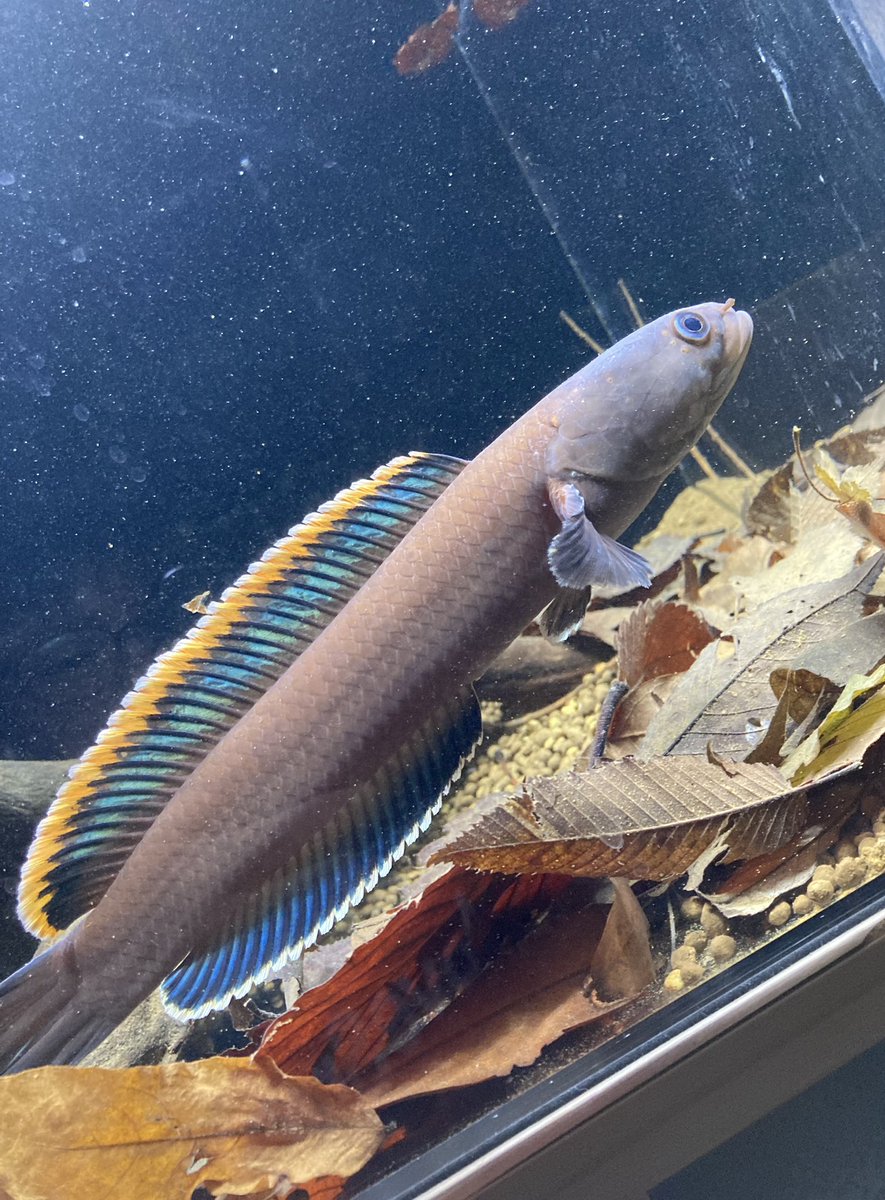 chan7.sp (@zom24351560) / Posts / X