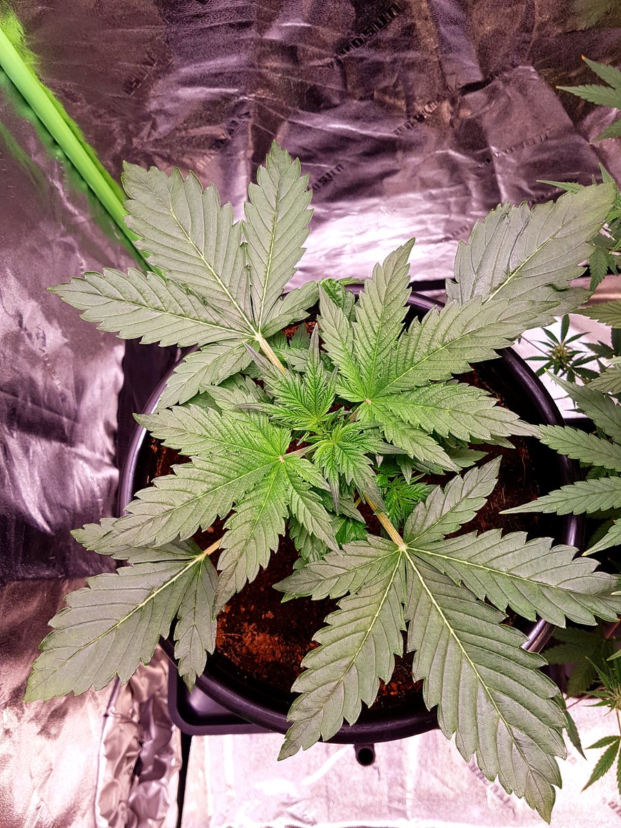 GrowMizz's tweet photo. Purple Punch Auto by fast buds genetics @Fast_Buds @GrowMizz 
Beautiful as always loving her veg stage https://t.co/iu1zTcC0k9