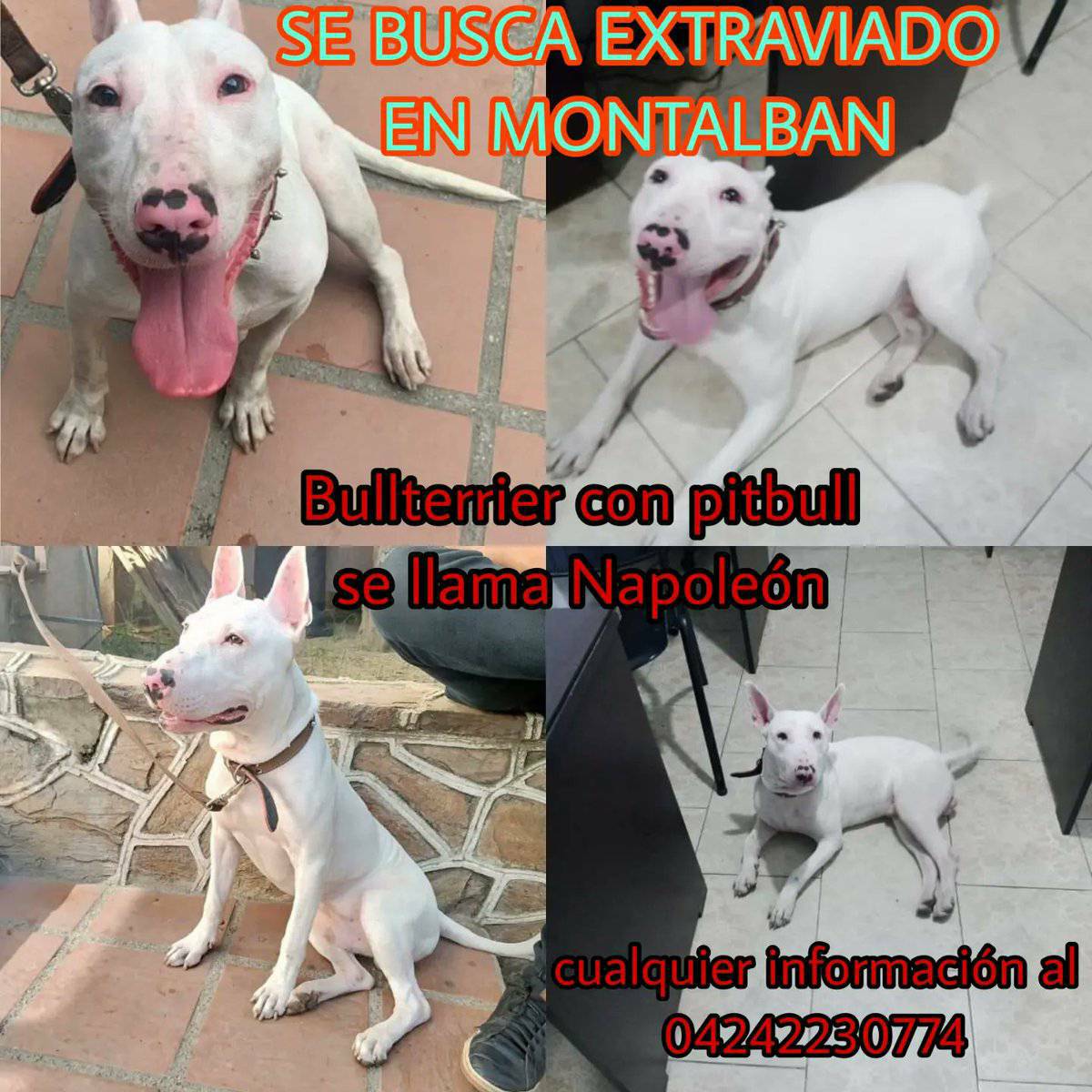PerroUsuario's tweet photo. #SeBusca Montalbán CARACAS RT @milagrosmach: @manosdlsangeles  https://t.co/FiVrDcjd7B https://t.co/fmVWRotKGX