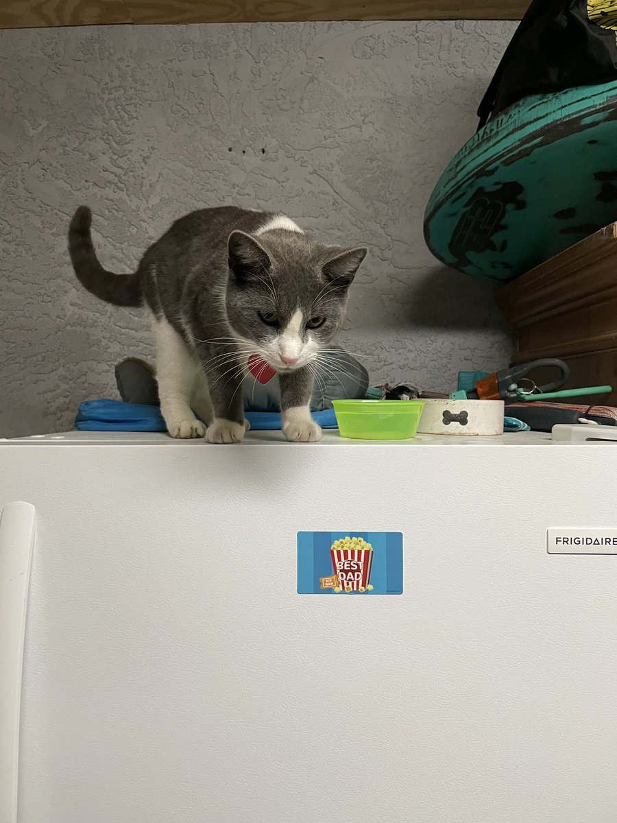 BrownieTurd's tweet photo. Penny is so tall now I have to put Sprinkles’ food bowl on the garage fridge. 🤦🏻♀️ #BigTurds #TreeWalkerCoonHound #CatFoodLovers #SprinkleTurd https://t.co/v5miI9nQ3u