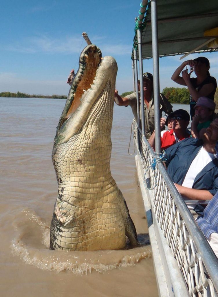 ellmartt8888's tweet photo. Rekod Buaya Terbesar

1. Lolong 6.17m/20ft 3in 1 tan++
2.Dominator 6.2m/20ft 1 tan++
3.Bujang Senang 5.88m/19ft 3in 1 tan++

Buaya air masin adalah spesis buaya terbesar di dunia.
Jika ambil 10 buaya terbesar yg pernah ditangkap, semuanya drpd spesis yg sama. 
📸 Brutus https://t.co/4kfz1tqvEz