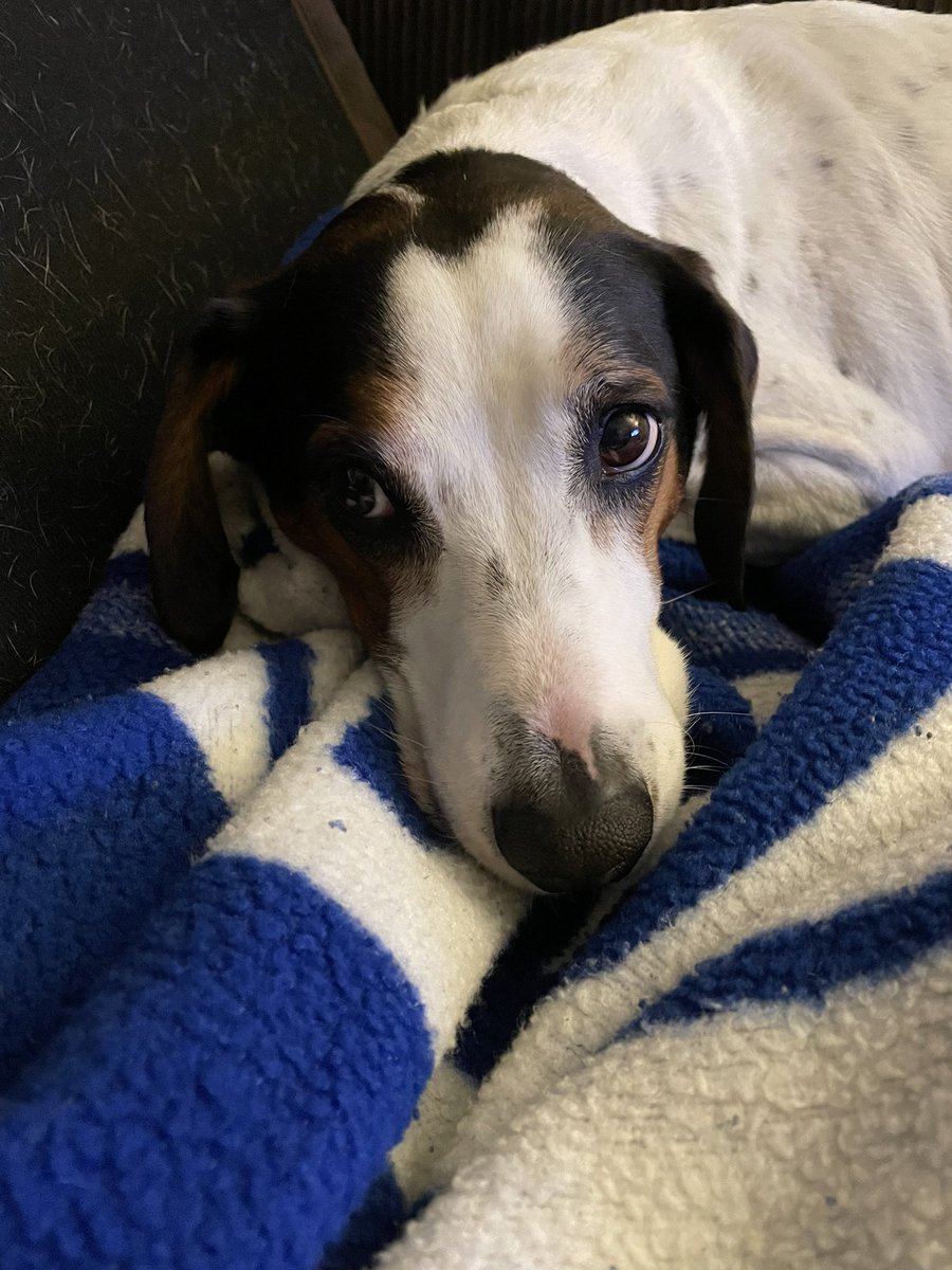 thedudewooflops's tweet photo. You guys it’s time for my #FrodayFlops but today my flops are just happy to be on the couch with Dad again! 🐶❤️#HappyFlops #DogsOfTwitter https://t.co/Fth9RcAbr5