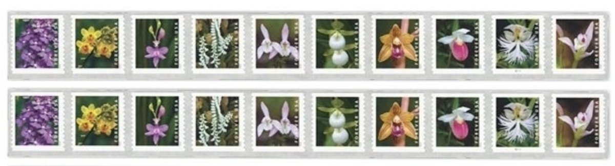 Cesar_Carranza_'s tweet photo. USPS Wild Orchids Flowers Forever Stamps Postal First Class US Postage Stamps Birthday Wedding Celebration Engagement Anniversary Bridal Shower (Strip of 20) https://t.co/SvDhBAmLvG