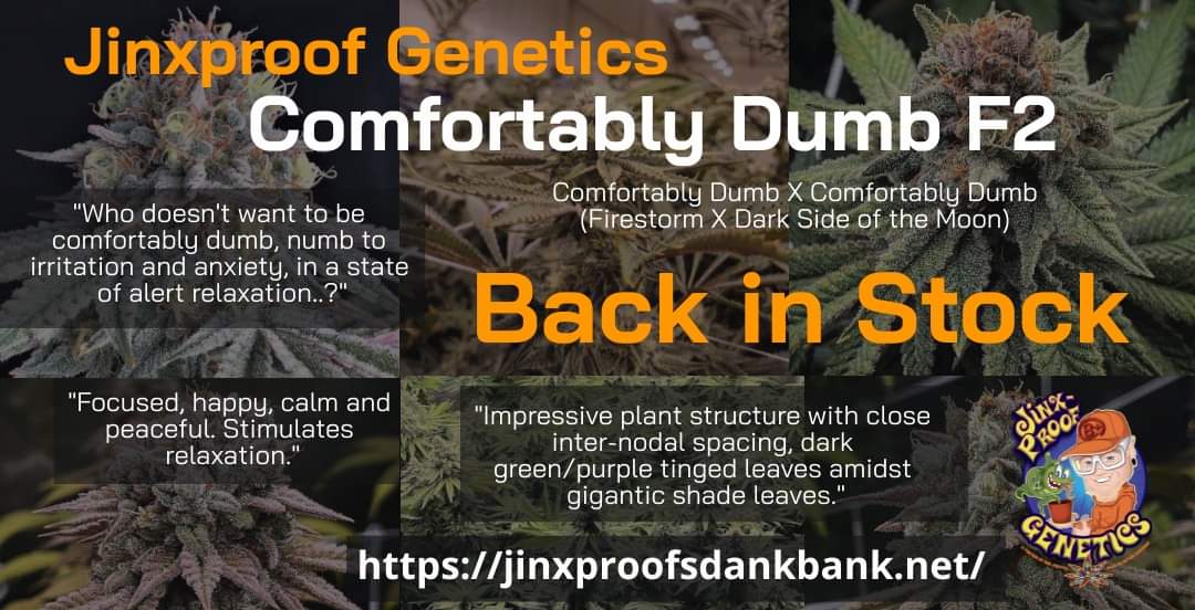 Comfortably Dumb is back and better! Tomorrow through Monday is the perfect time to get some Comfortably Dumb F2, save on apparel and more! #NewStrain #Cannabis #GrowYourOwn #CannabisCommunity