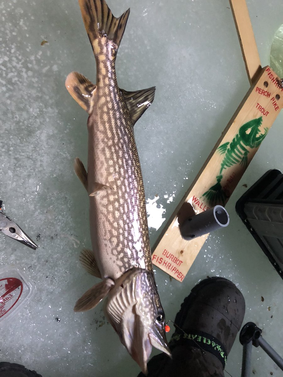 HinterOil's tweet image. A dozen pike brought in today #icefishing #Albertafishing