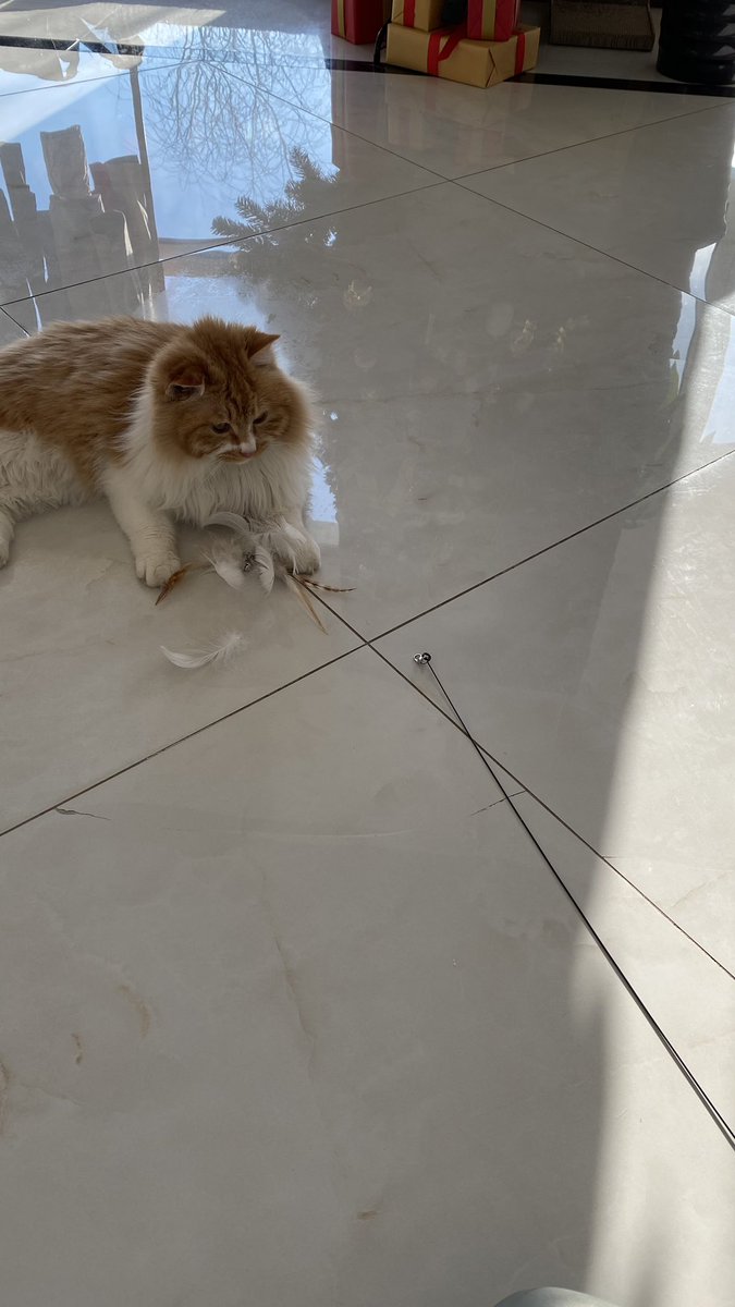 Russellpan2Pan's tweet photo. Bruh, my cat literally pulled the entire feather group of the little stick, 😭 https://t.co/jMctKEk0TH