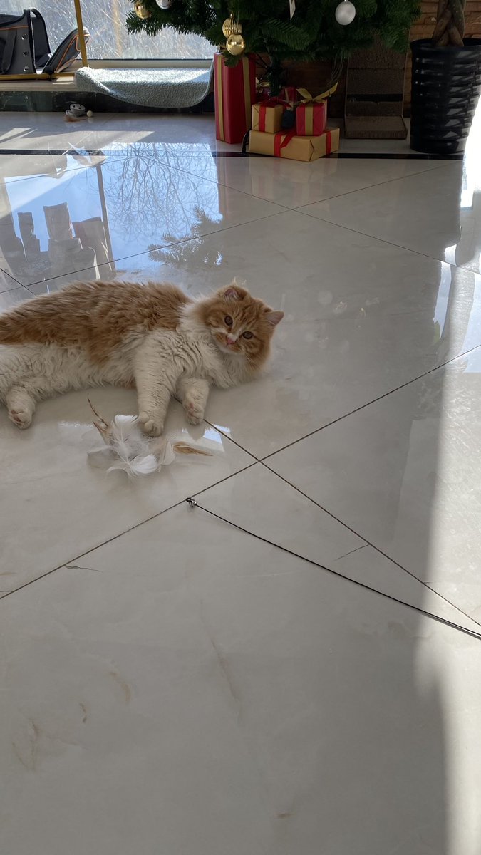 Russellpan2Pan's tweet photo. Bruh, my cat literally pulled the entire feather group of the little stick, 😭 https://t.co/jMctKEk0TH