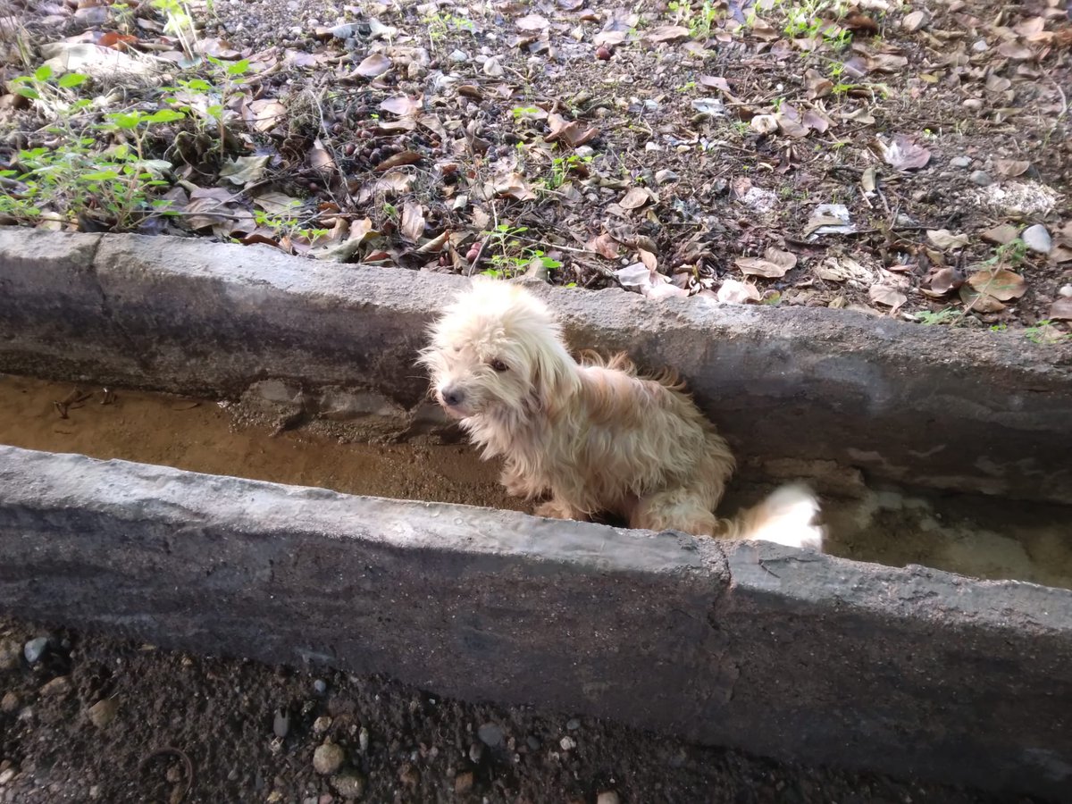 NuevaVidaAdop's tweet photo. 🆘TINA mendigaba comida y amor por las duras calles
Tan pequeña,tan frágil!
La hemos rescatado
Tenia una cojera y tras revisión veterinaria el diagnostico es LUXACION DE CADERA,necesita INTERVENCION QUIRUGICA:Artoplastia
El presupuesto es 707,01 Euros (sigue ABAJO,en comentarios) https://t.co/7uquQ9DZAi