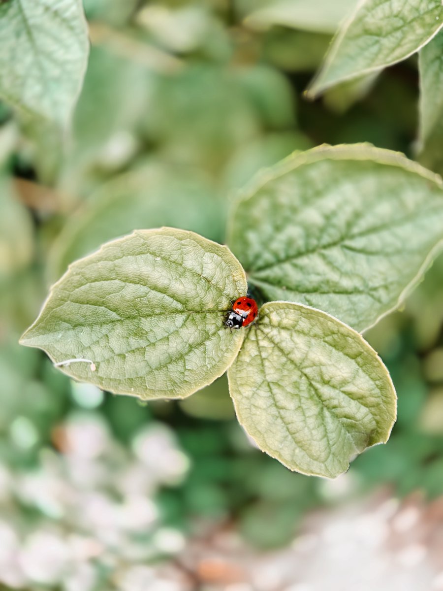 BugWeedMarts's tweet image. #NotSoFunFactFriday when ladybugs are scared they emit a strange odor from their knees to discourage their predators. The odor smells like a mixture of bell peppers, mold, potatoes and nuts.