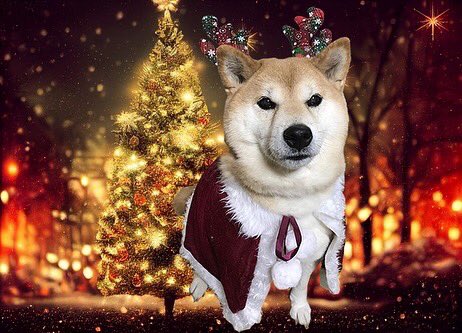 mooncinema2003's tweet photo. 今年も1年間お世話になりました✨
いっぱい仕事して、いっぱい踊って運動した年でした💪

9月に昨年亡くなった父を追って、きゅん太が虹の橋に旅立ち、また命の儚さに泣いた年でもありました😭

皆様にはどんな一年でしたか？
良いお年をお迎えください🎍

#2022 #大晦日 #大分 #japan https://t.co/Qe6BaQry0j