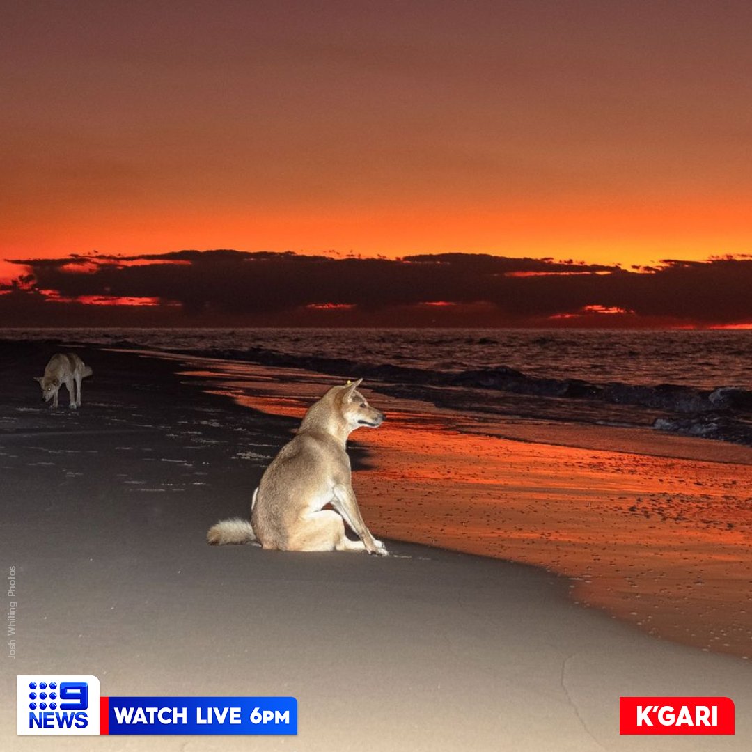 MaximusCampers's tweet photo. A stealthy #photographer has snapped one of K'gari's
furry #locals enjoying the #sunset at #SandyCape.
The #dingoes of #FraserIsland may be #cute, but the
#island has a #zerotolerance #policy for feeding the
#wildcanines, with #visitors advised to keep their distance. https://t.co/TjfNDFFEmb