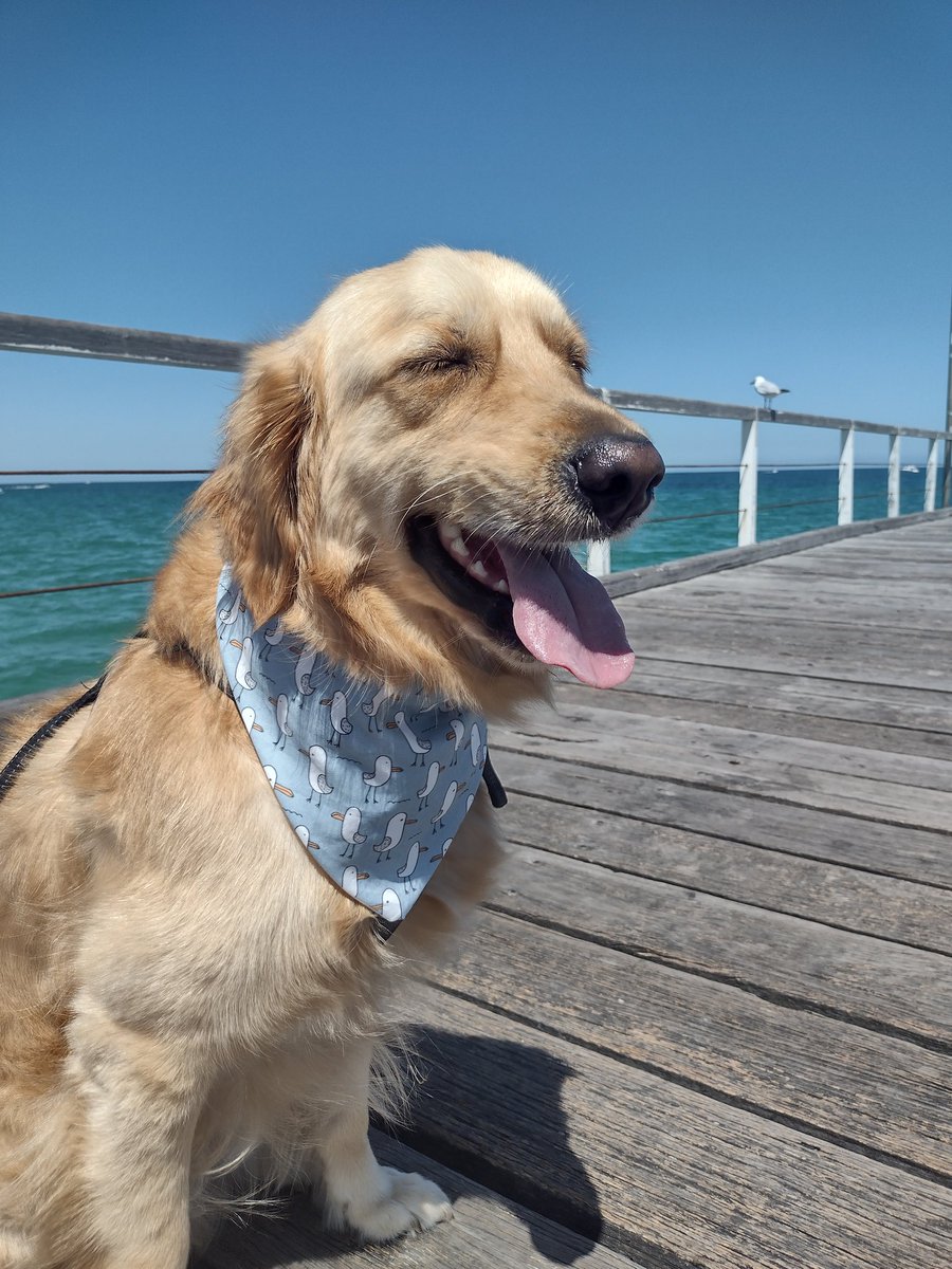 We went for a lovely morning stroll at the beach. I got to wear my new seagull bandana 😊🏖️ Can you see my new flying fren in the background?