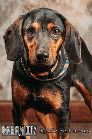 Hey, I'm Lucy. I am a Female Hound.
petfinder.com/dog/lucy-59125…