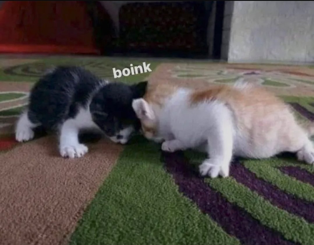 DontShowYourCat's tweet photo. https://t.co/qHid1BPBi9