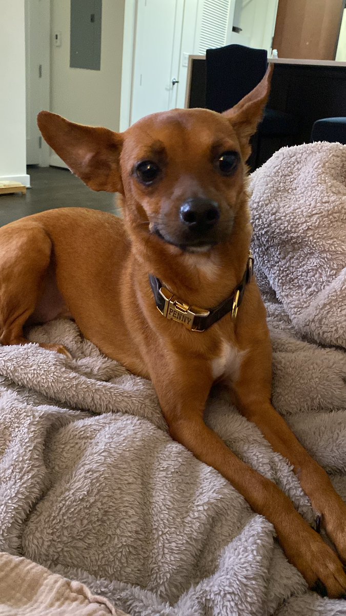 LouisPrejean's tweet photo. @masonjambon my dog is just waiting for me to give her my food smh https://t.co/1DFS9wpZMm