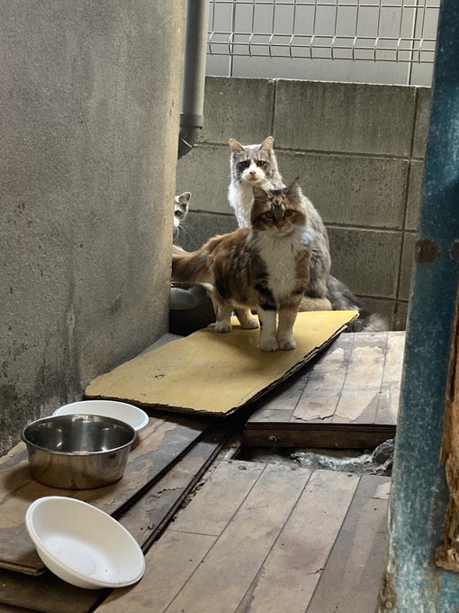 猫』の評価や評判、感想など、みんなの反応を1時間ごとにまとめて紹介 ...