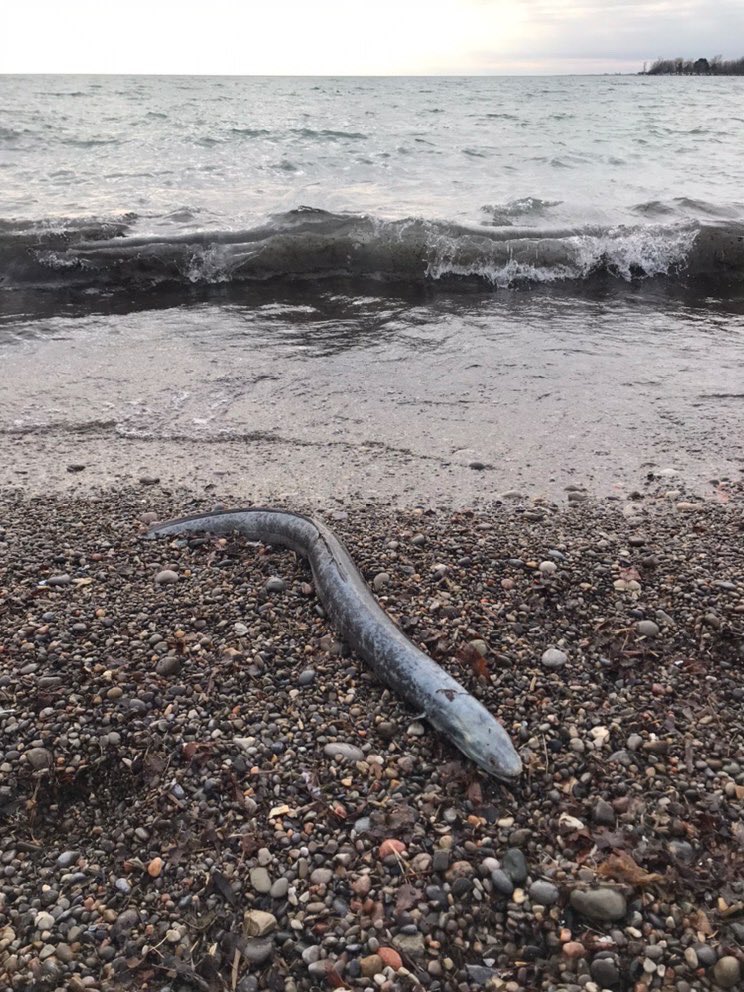mackaytaggart's tweet photo. My friend spotted this yesterday on Toronto’s Woodbine Beach. Just in case you needed an extra excuse not to go swimming in Lake Ontario on New Years Day. #Toronto #LakeOntario #NoThankYou https://t.co/0CNz1nLcjq
