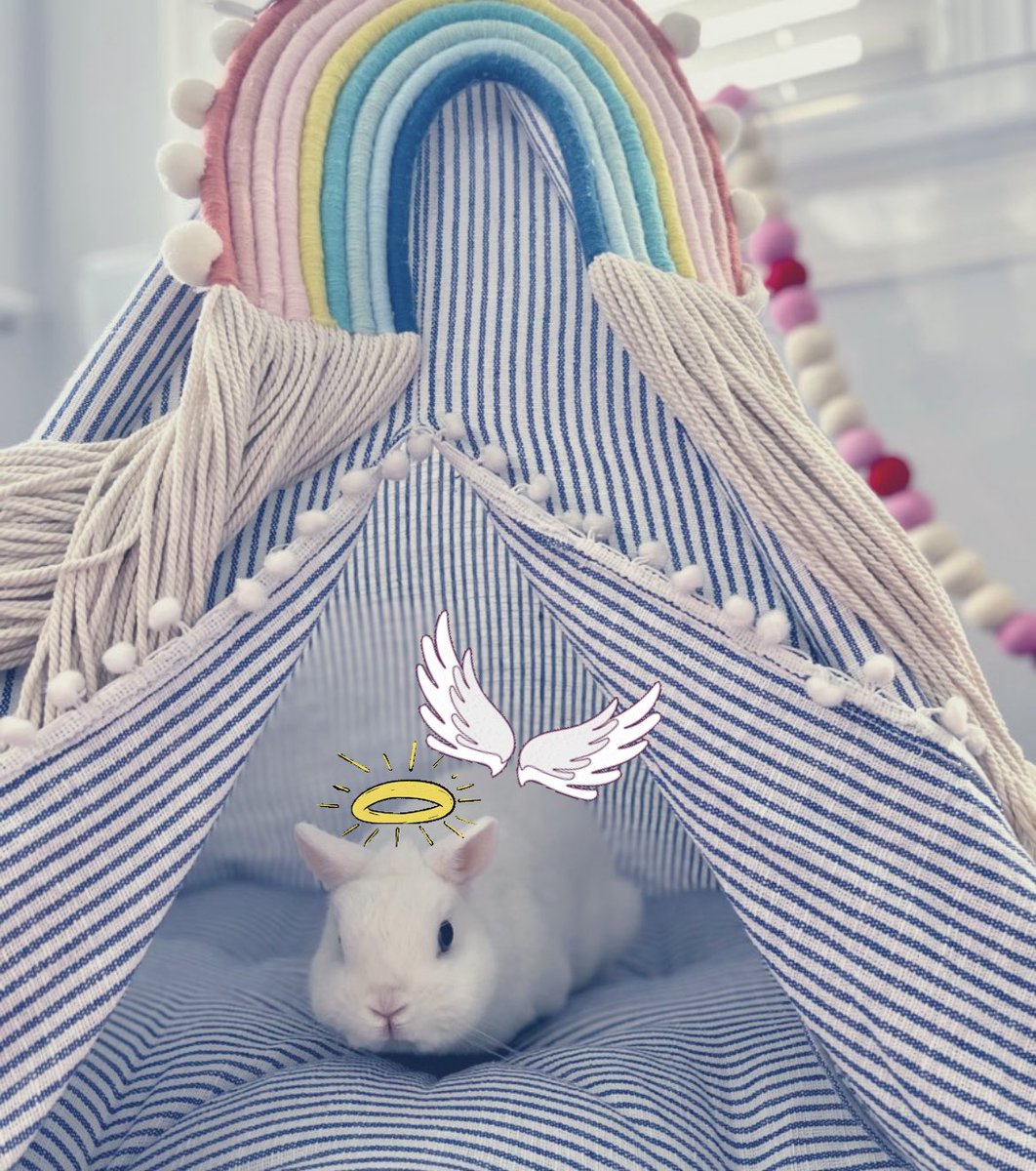 Magic the Bunny tweet media