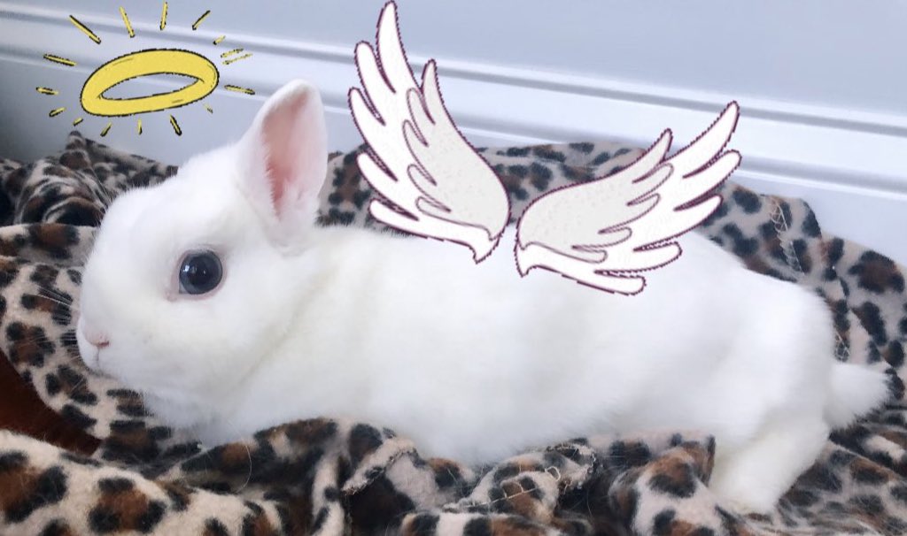 Magic the Bunny tweet media