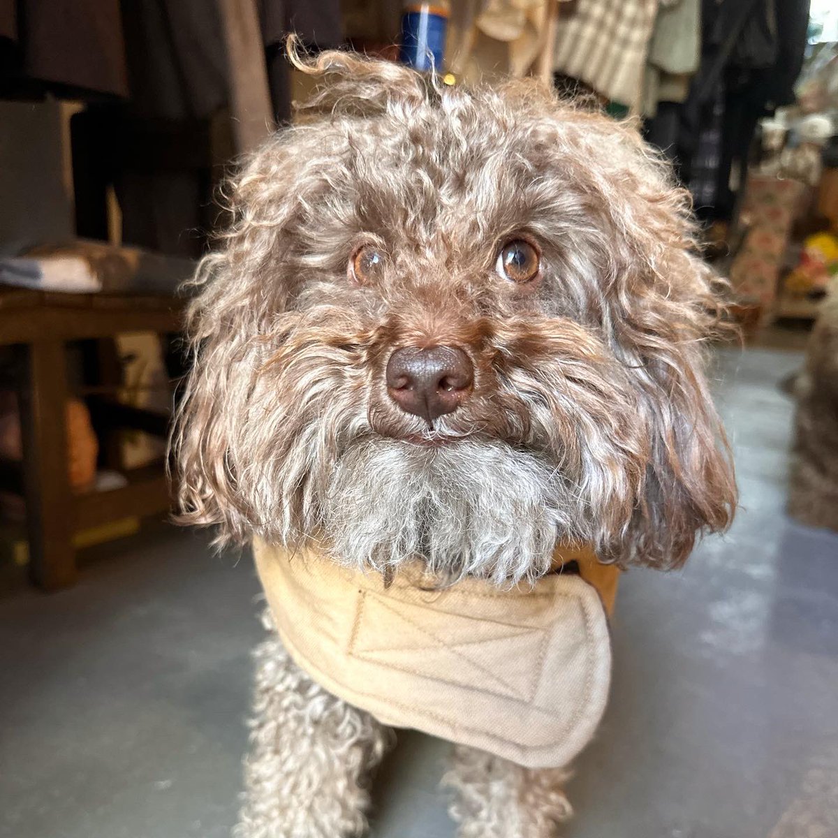 _nitako_'s tweet photo. 🐩お知らせ🐩
昨日で2022年の営業が終了致しました。
みなさま今年もありがとうございました🙇🏻

祐天寺での営業は2023年の1月10日(火)までとなり、
その後は移転致します。

残念なお知らせなのですが、
次の店舗ではトムが出勤が出来ません😢
(またいつかトムと一緒にお店に立てます様に...🫱🏻🐾 https://t.co/YGW0rBQBJv