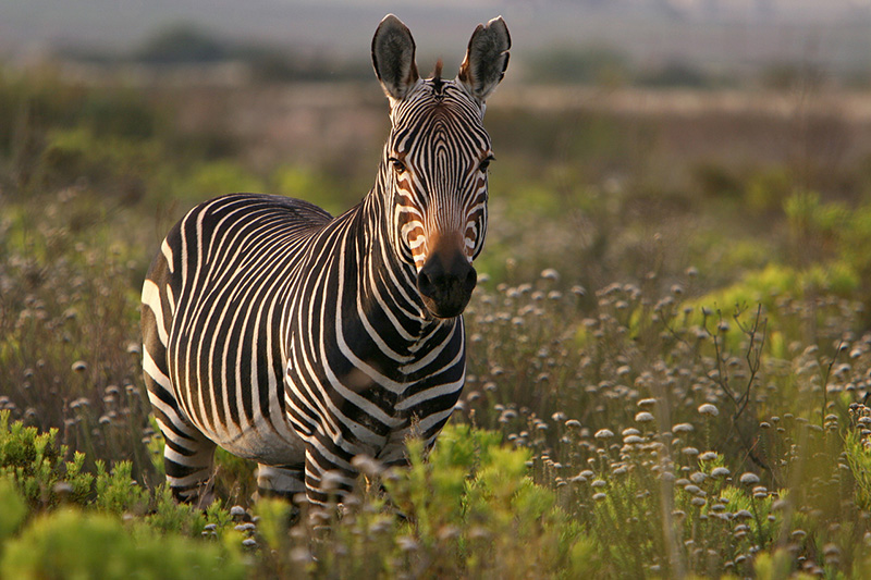 thejaxblog's tweet image. RT @Tourism_gov_za: We close this year with a deep appreciation for making us part of your travel memories! May we be forever part of your joyful 2022! Be safe and be kind.
#ResponsibleTraveller #TisTheSeasonToBeSafe #ShareSouthAfrica #TravelWise  #Gimme…