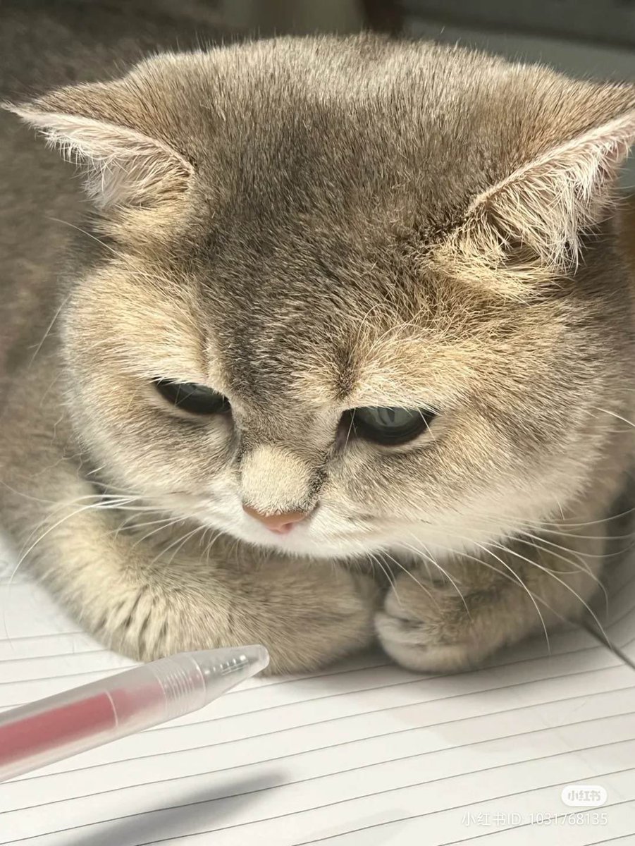 youngkplanet's tweet photo. Year end bbirong post 😺 https://t.co/LN9Uv3GyJx