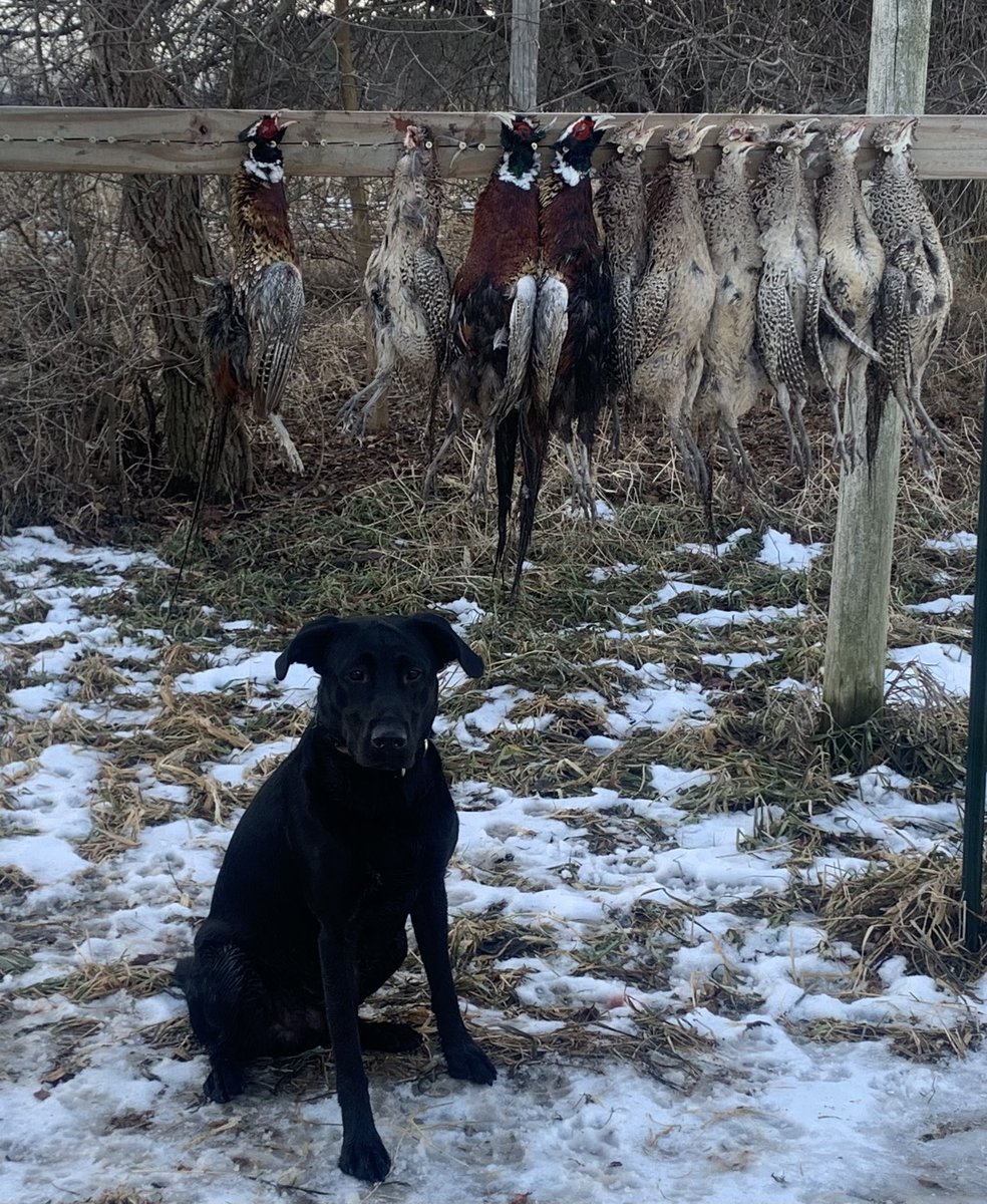 Imd1Folker's tweet photo. Spent the morning guiding some friends on a game farm. Am really happy with how my 16 month old lab is progressing. https://t.co/7ZaPMqvjtL