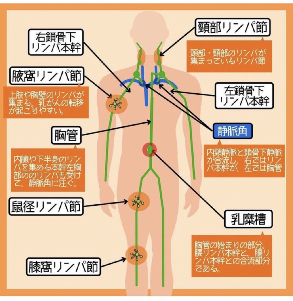 リンパ学 Amazon.co.jp: 人間のリンパ節拡大モデル医療教育