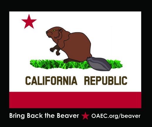 Folks from oaec.org talk about vital beaver restoration work to <a href="/SFGate/">SFGATE</a> sfgate.com/news/article/b… #cawater #ecology