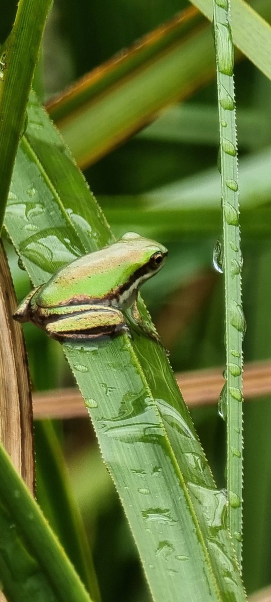 #Frogs of #NewYearsEve at #SydneyPark 
🐸 🐸 #Sydney