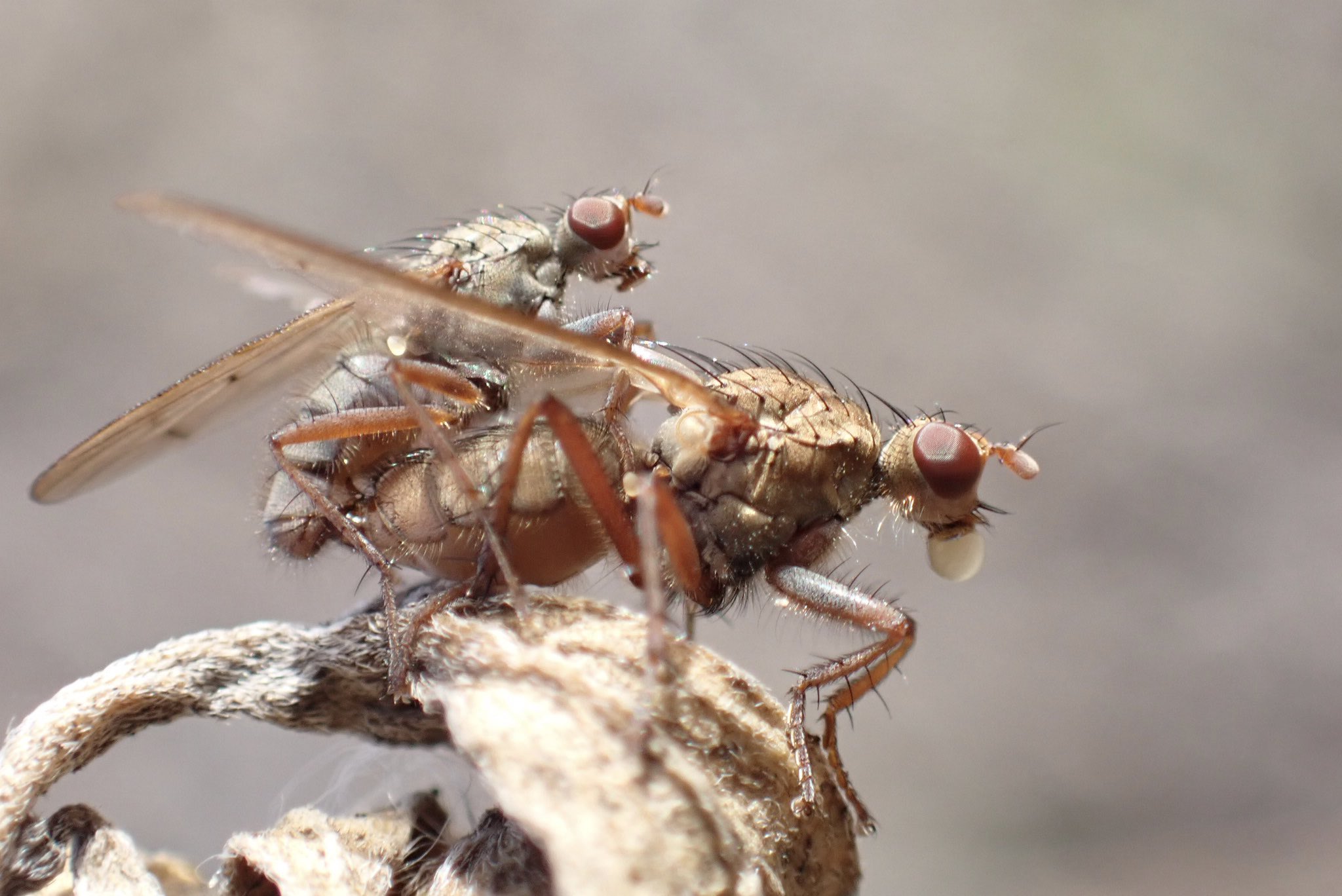 cariidae (cariidae) / Twitter