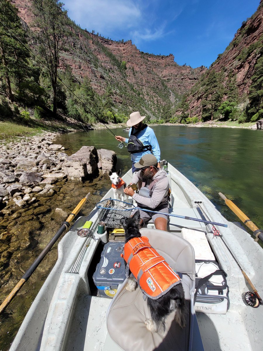 anglerretreat22's tweet photo. Green River - Dutch John, Utah. Best dry fly fishery in the west, if not the US. #fishinglife #flyfishing #simmsgear #fishing #greenriver https://t.co/WUYyKYONIl