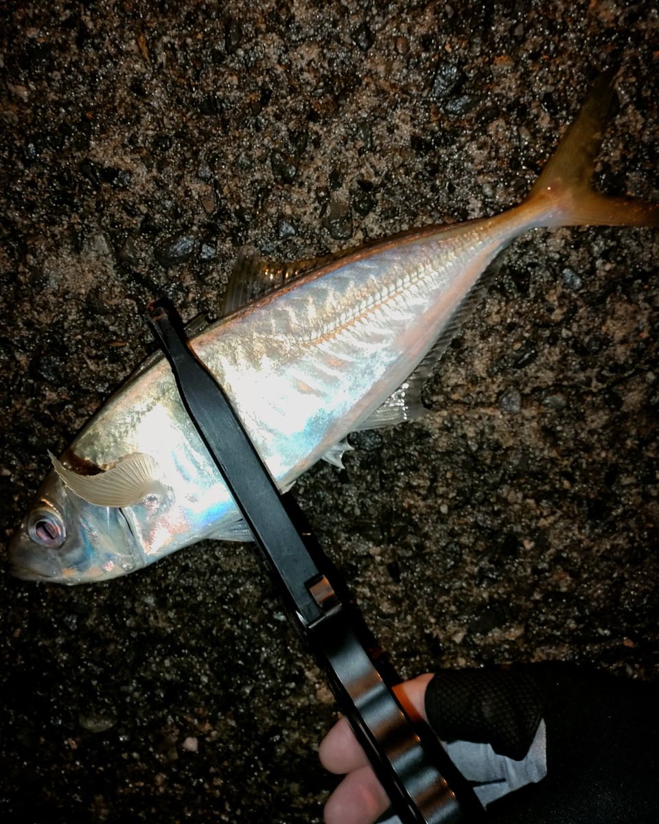 釣り納め🥳まあまあデカ目一発のみw
皆様良いお年を‼️
#アジング #イージーシェイカー #ありがとう2022