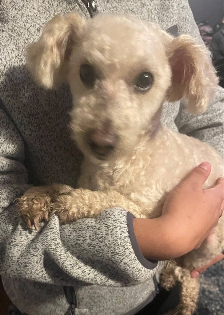 ift.tt/seUhzTy #DoYouKnowThisDog? Walnut Ave, #Elgin#KaneCounty #IL 60123.  

Male - Poodle - White.  Found: 12-29-2022

CONTACT: eaf70522@contact.petfbi.org 

--- Do you have information about this dog? Please contact the owner/finder directly; time is of the essence …