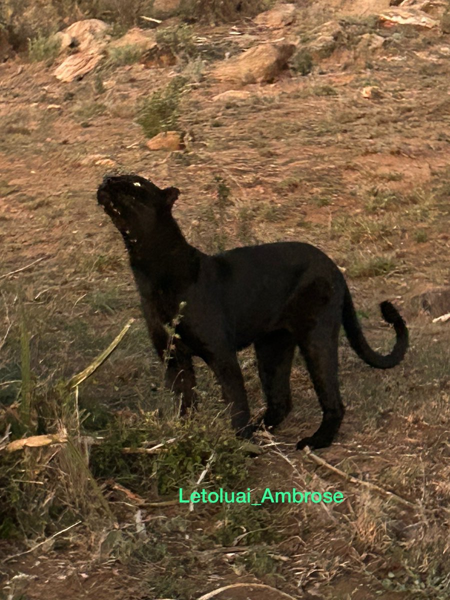 WarriorAmbrose's tweet image. Loshami the black panther . This melanistic Leopard is found in @Loisaba .Laikipia conservation Association (Conservancies) is true example of well model of conservation! #insidenatgeo #conservation #blackpather #KawiraMwangaza #meru #Ronaldo #laikipia