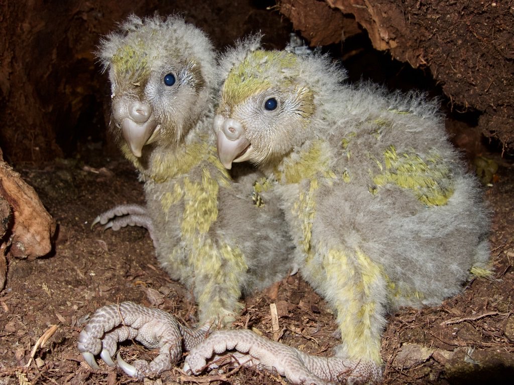 takapodigs's tweet photo. Need something positive to remember 2022 for? The #kakapo
population grew by 25%: the second best year on record. There are now 251 in the world. #conservation #parrots https://t.co/04HYHWtpqE