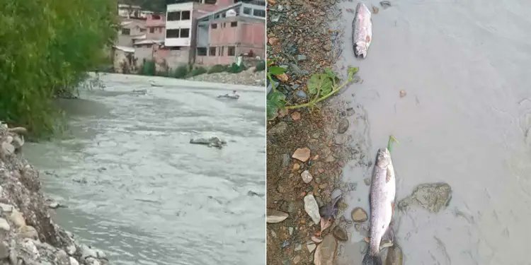 Ecocentristas's tweet image. #Huánuco: denuncian derrame de relave minero en San Rafael 🇵🇪

El derrame se ha extendido 200 metros en dirección al río Huallaga, afectando a la fauna marina y cultivos de la zona. El hecho fue reportado por miembros de la comunidad campesina de Cochacalla.