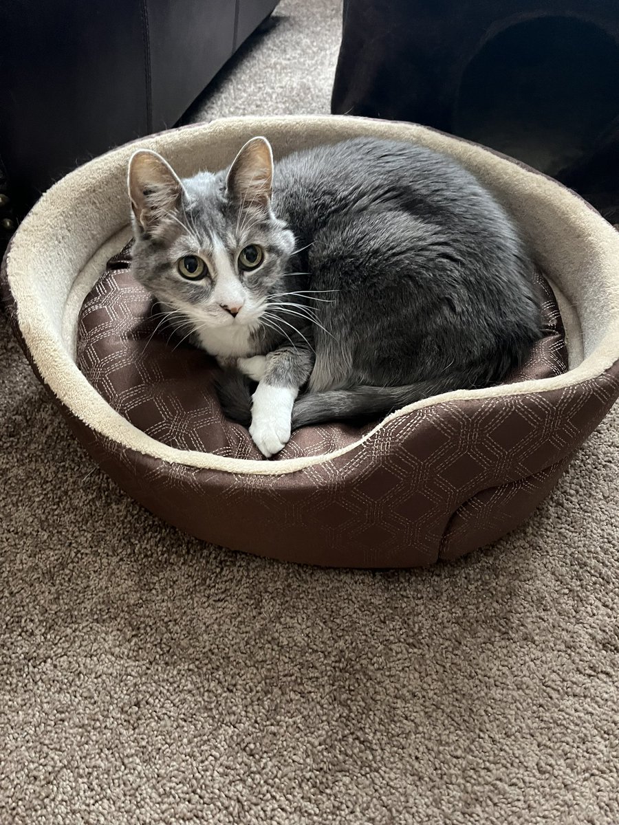 Calista Diamandis 👑 Toronto FMTY on Twitter "My rabbit cat 🖤"
