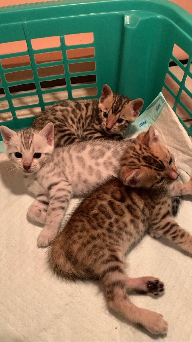 kochengfs's tweet photo. 🐈‍⬛ Ini kan yg klean tunggu??! https://t.co/stehoBbMVd