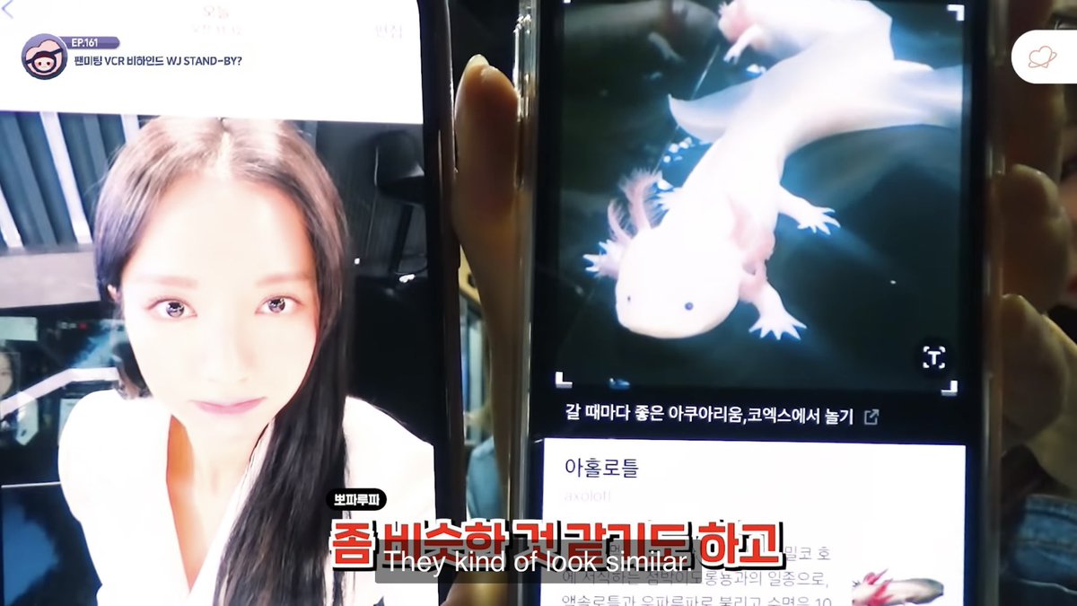 exseolbo's tweet photo. bona kind of giving axolotl again here luda was right https://t.co/zJTyK0sZi6