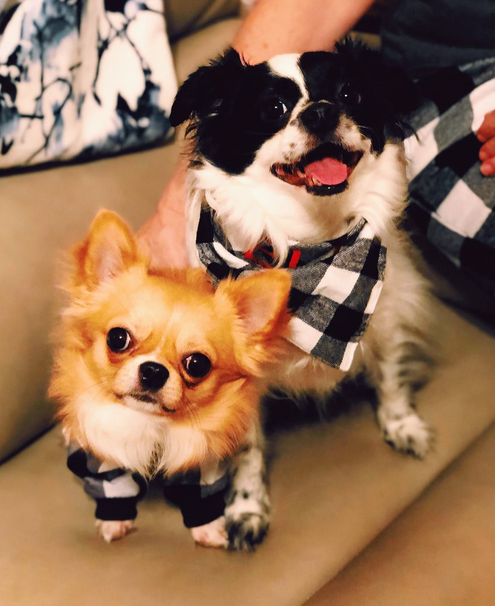 PopeDougies's tweet photo. Merry Christmas from us and the pups. https://t.co/Cb1AJXVEKd