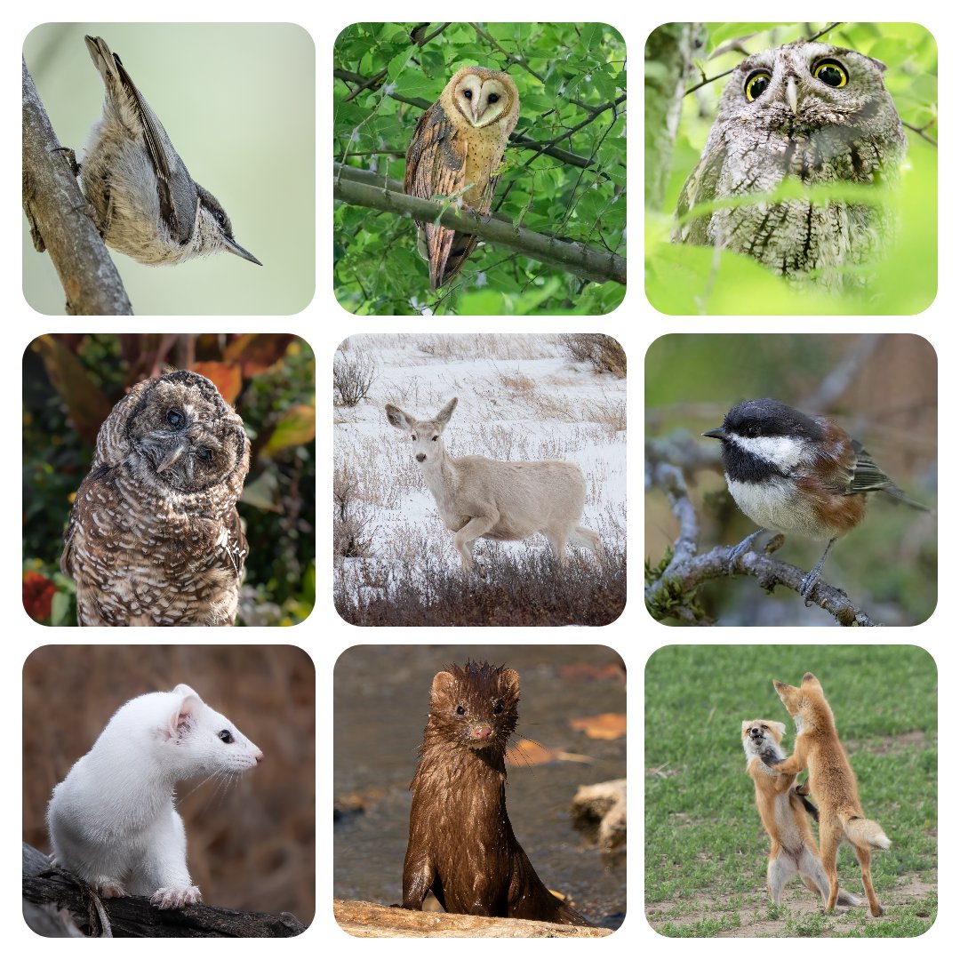 9/18 of our favorite 2022 moments!
Pygmy Nuthatch
Barn Owl
Western Screech Owl
Northern Spotted Owl (Small Eyes from @nsobreeding)
Leucistic Mule Deer
Chestnut-backed Chickadee
Long-tailed Weasel
Mink
Fox kits

#canadianwildlife #canadianbirds #canadianowls #wildlifephotography