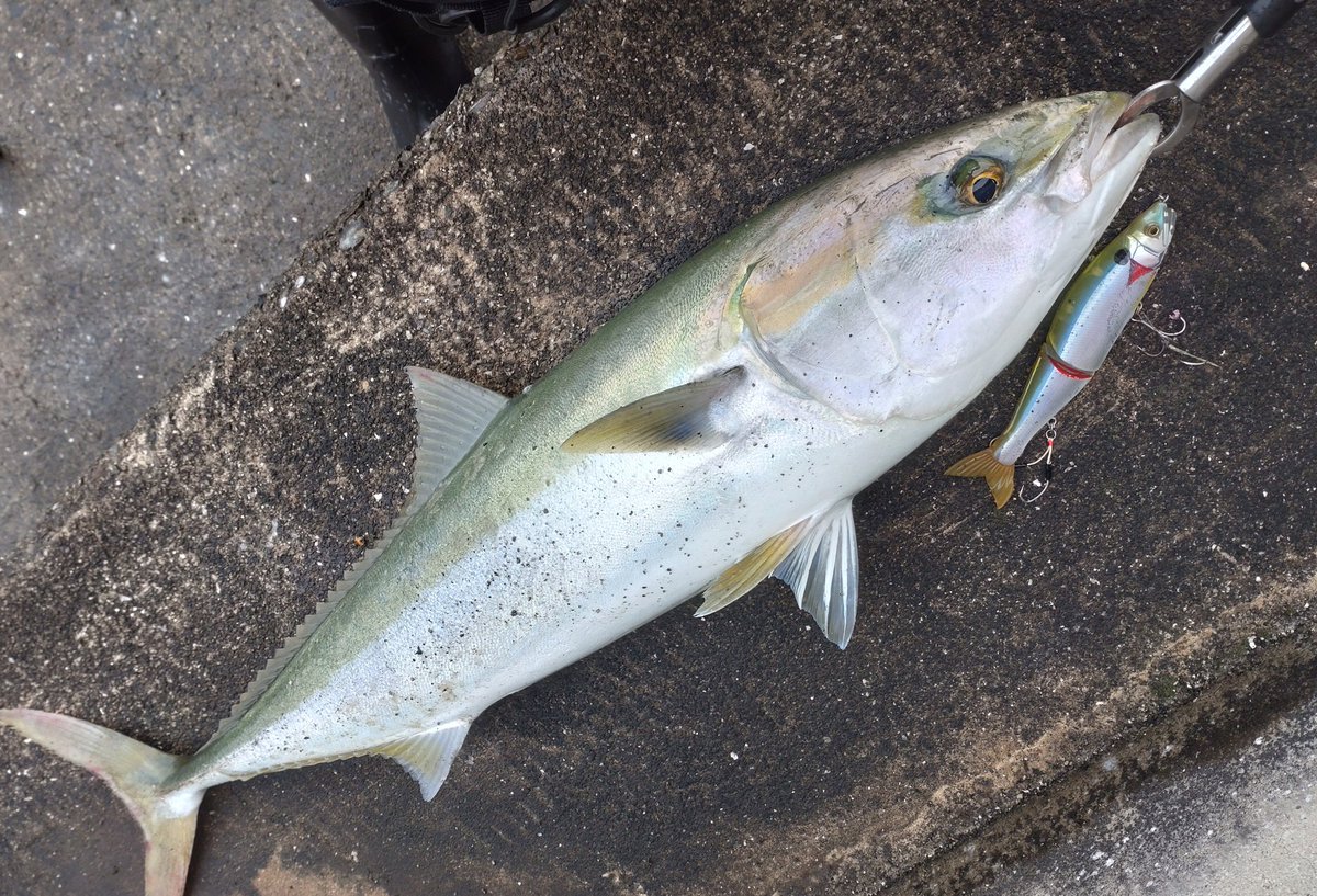 Mokkunfishing's tweet photo. #今年のベスト釣果を4枚で振り返る 
1.今年初フィッシュ レクチャー中に来るメタボレインボー
2.自己記録アカハタ40cm
3.ライトタックルにヒットしたサワラ80cm
4.ジョイクロぶり91cm

今年最後はまさかのコロナさんにかかってしまって12月満足に釣りに行けんかったのが残念･･ https://t.co/cwcb5xECUv