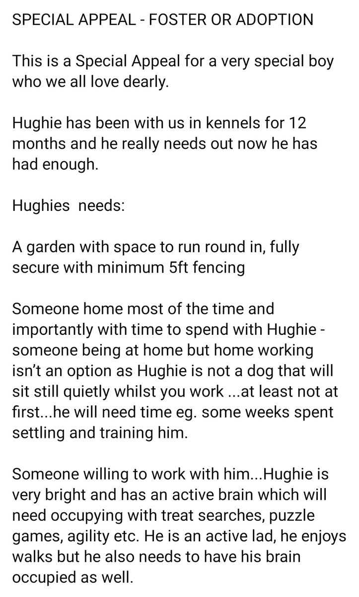 Senior Staffy Club Dog Rescue tweet media