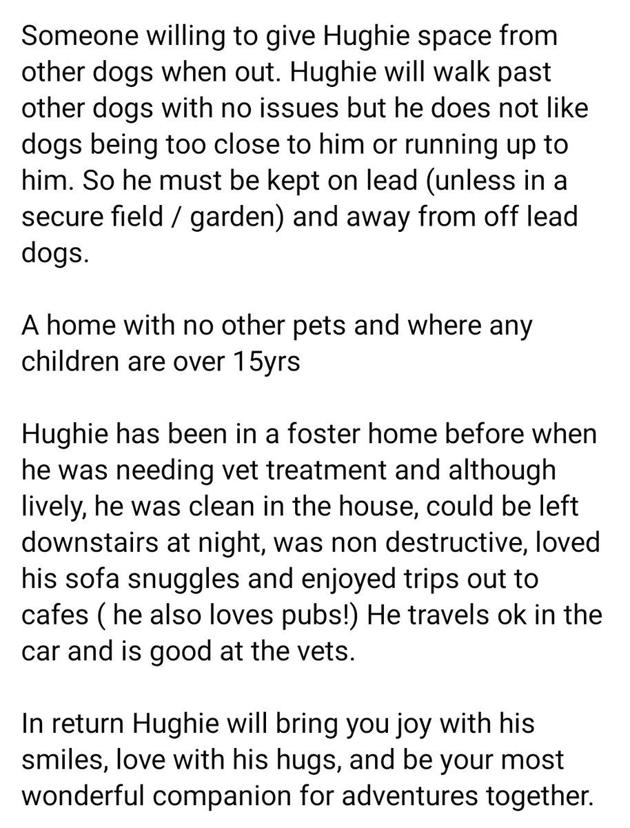 Senior Staffy Club Dog Rescue tweet media